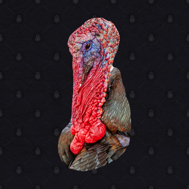 Turkey Gobbler by dalyndigaital2@gmail.com